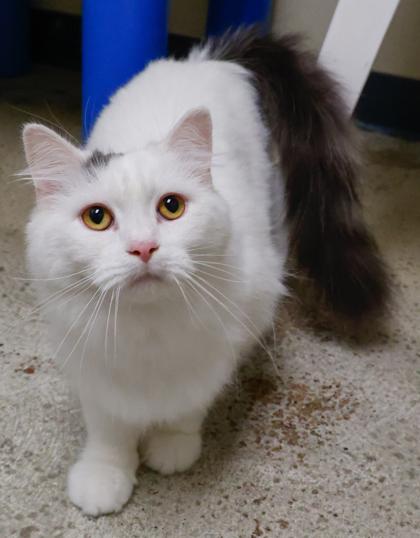 Spot, Adoptable, Adult Male Domestic Long Hair & Domestic Short Hair.