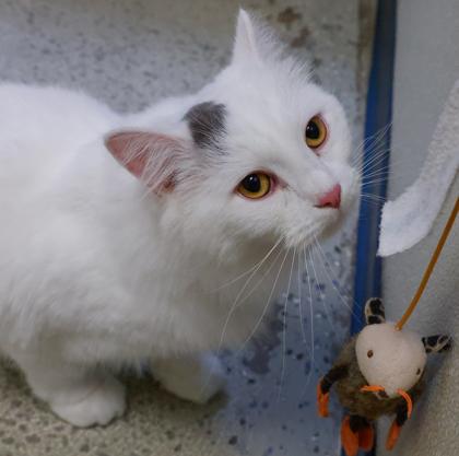 Spot, a Adoptable mixed breed in Baraboo, WI image 2/3