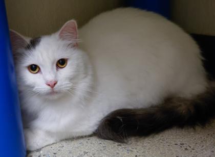 Spot, a Adoptable mixed breed in Baraboo, WI image 3/3