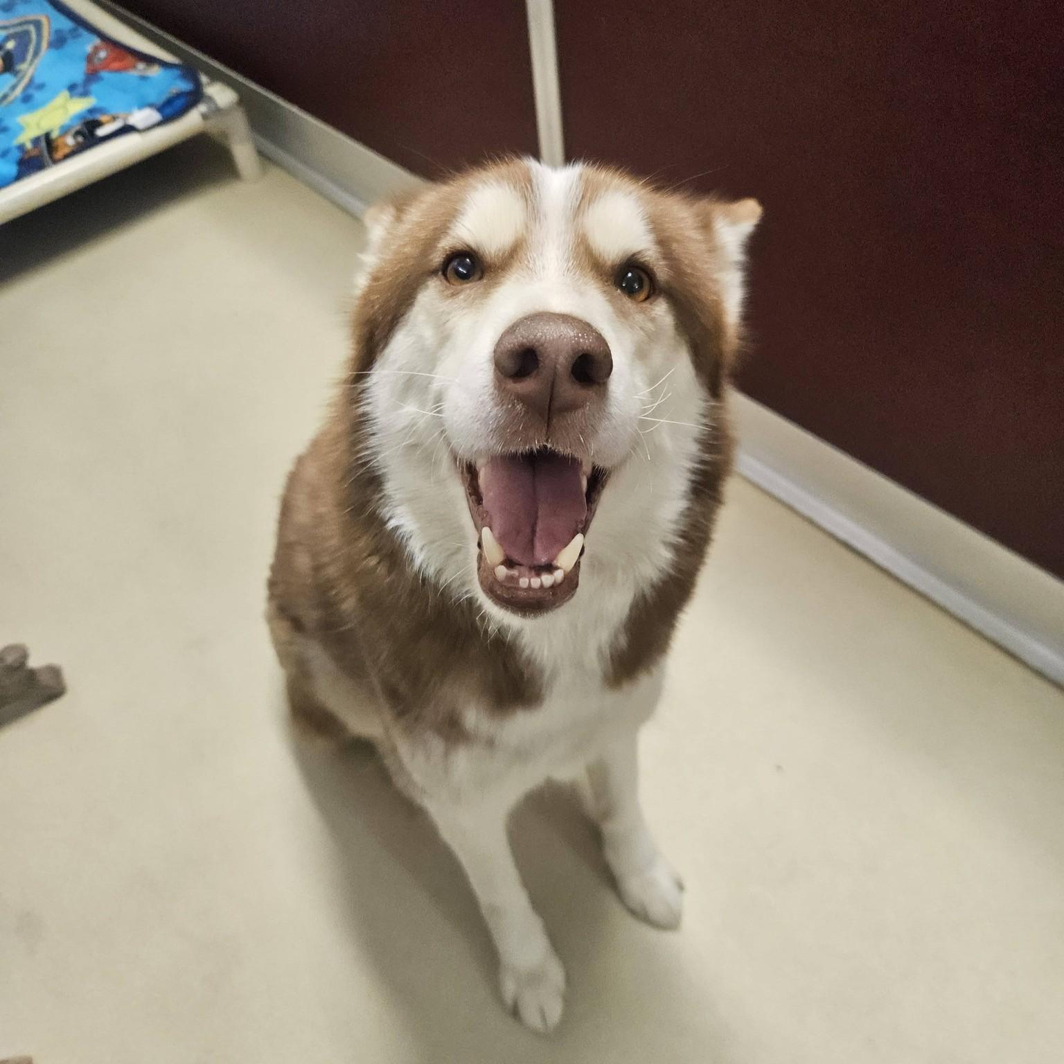 Enlarge Shirley, an adopted Husky in Phoenixville, PA image 5/5