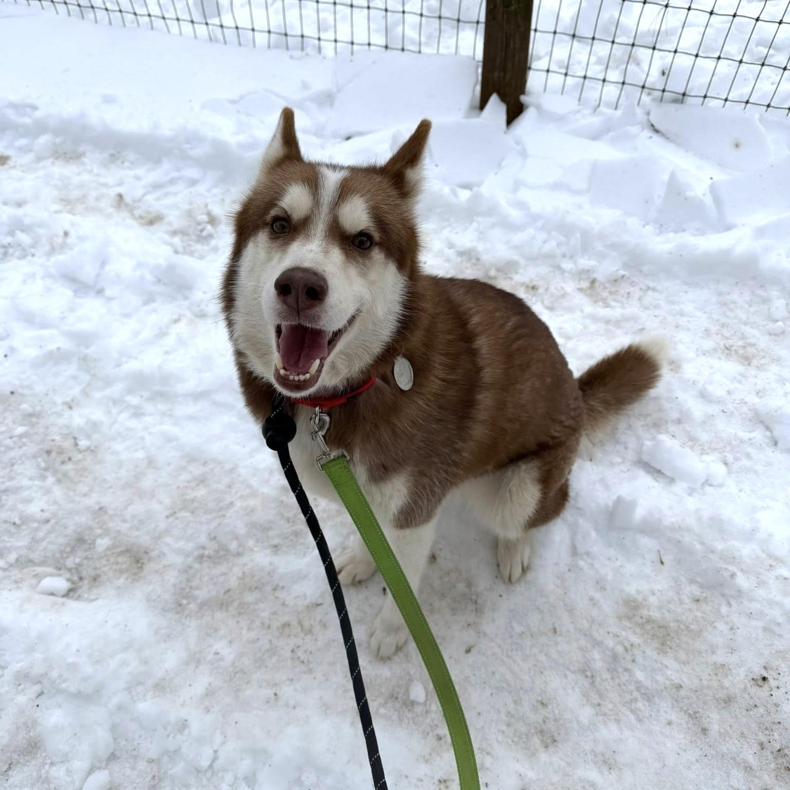 Enlarge Shirley, an adopted Husky in Phoenixville, PA image 2/5