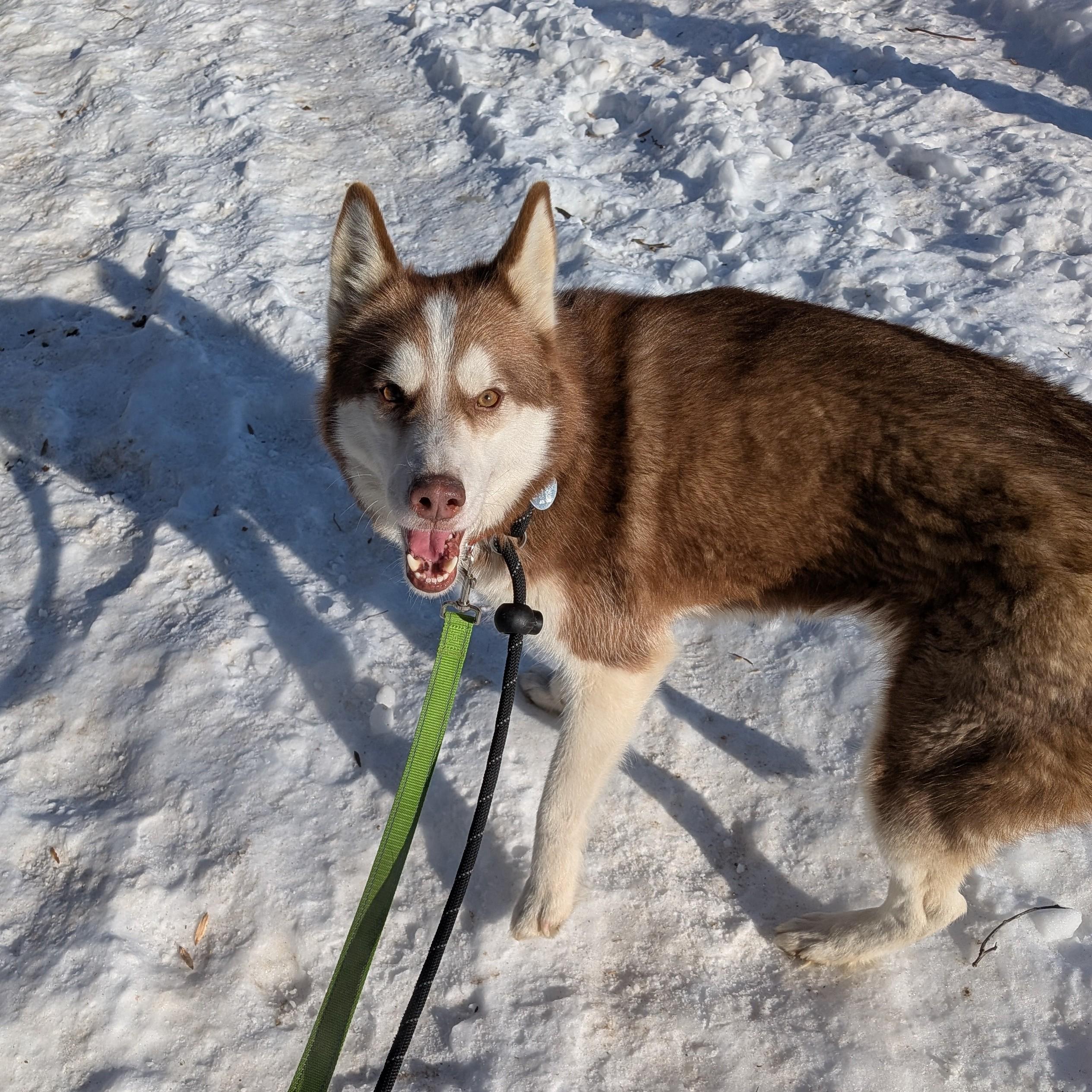 Enlarge Shirley, an adopted Husky in Phoenixville, PA image 4/5