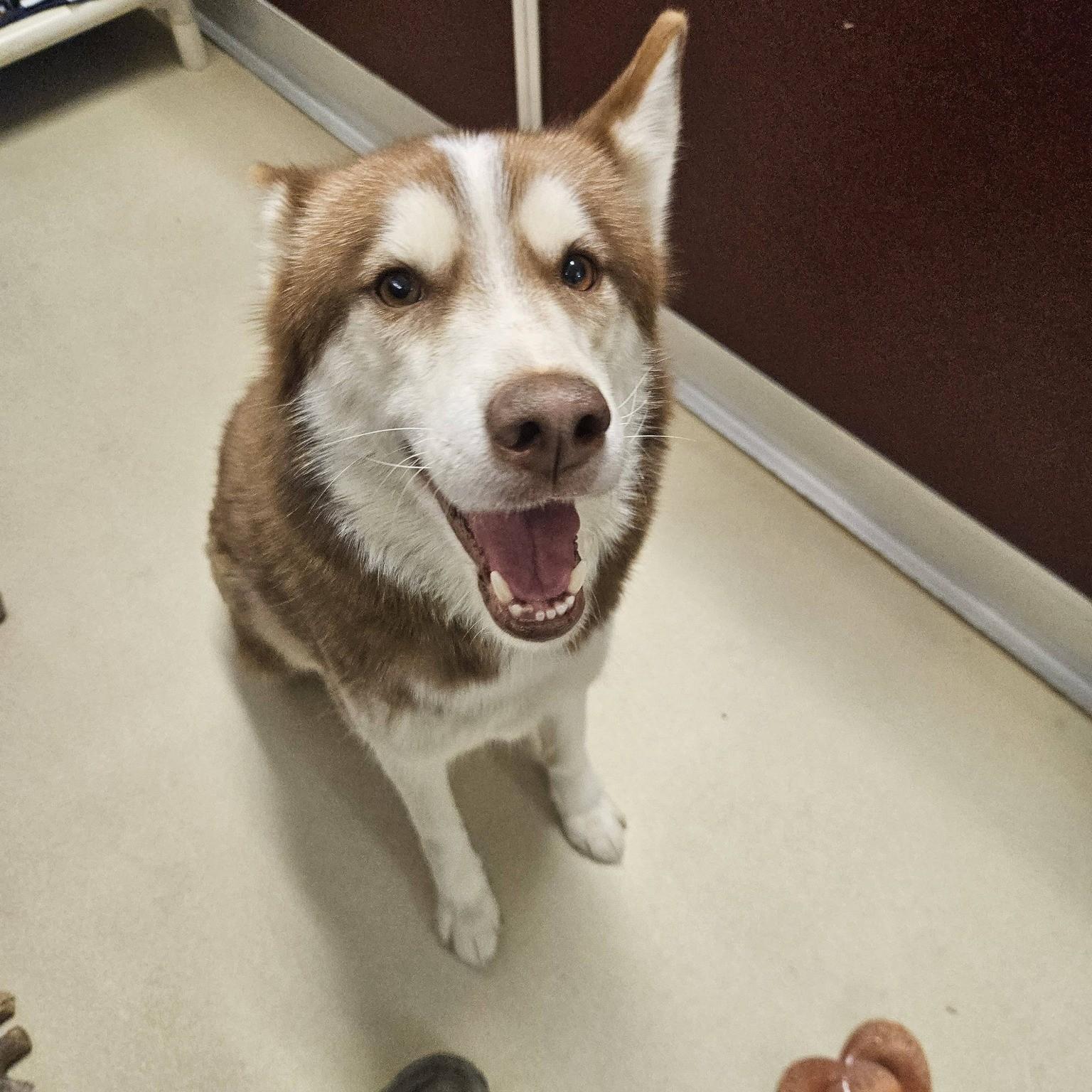 Enlarge Shirley, an adopted Husky in Phoenixville, PA image 3/5
