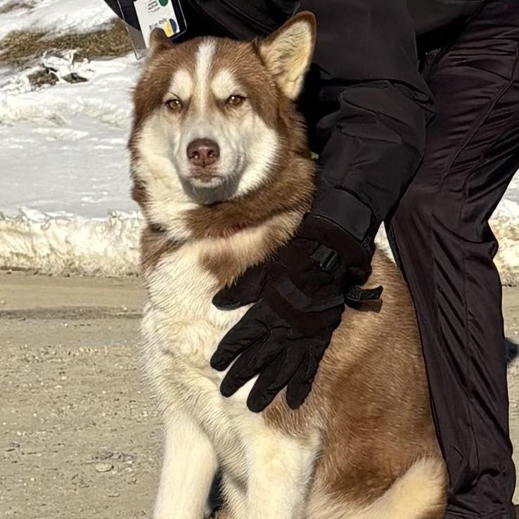 Enlarge Shirley, an adopted Husky in Phoenixville, PA image 1/5