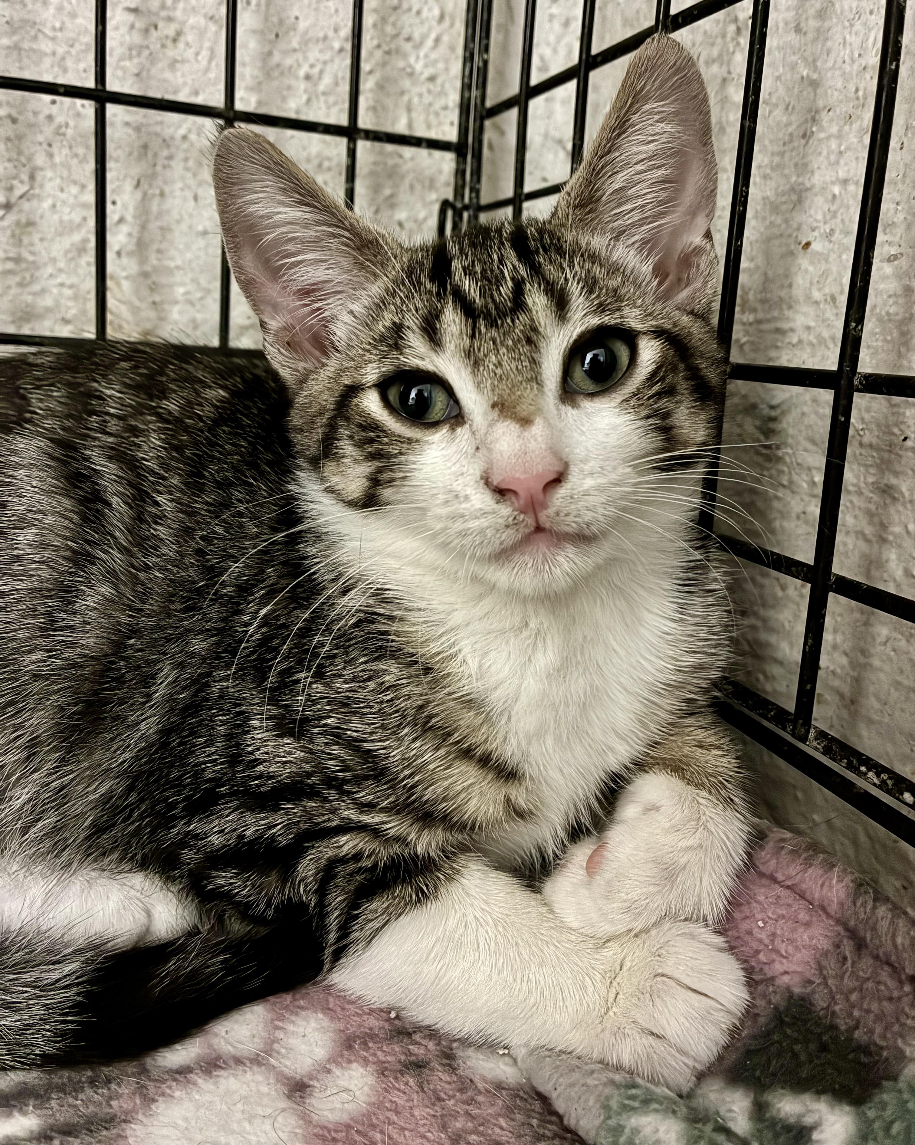 Enlarge Maverick, a Adoptable Tabby in River Edge, NJ image 4/6