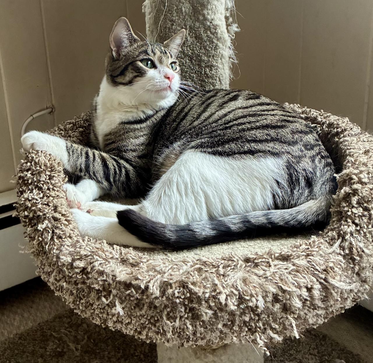 Maverick, a Adoptable Tabby in River Edge, NJ image 4/5