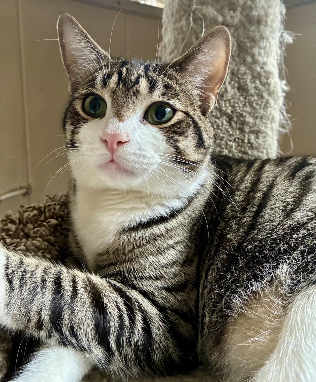 Maverick, a Adoptable Tabby in River Edge, NJ image 3/5