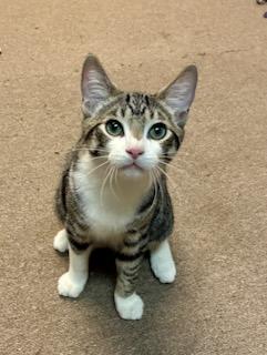 Enlarge Maverick, a Adoptable Tabby in River Edge, NJ image 1/6