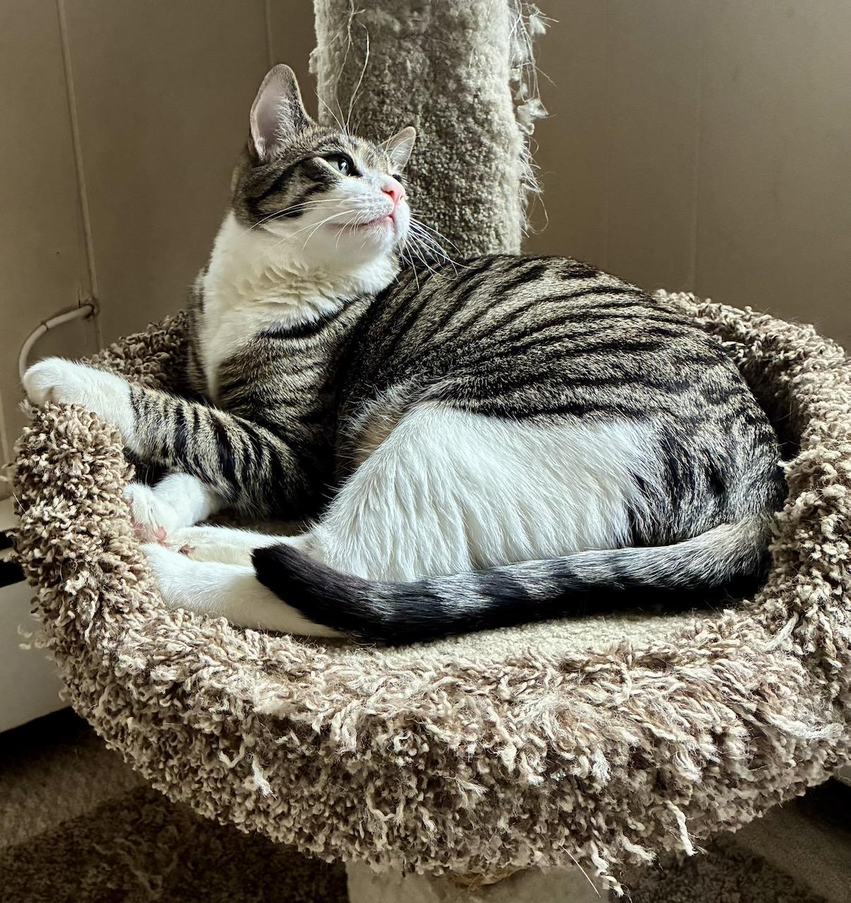 Maverick, a Adoptable Tabby in River Edge, NJ image 2/5