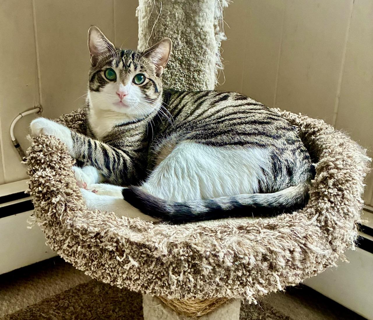 Maverick, Adoptable, Young Male Tabby.
