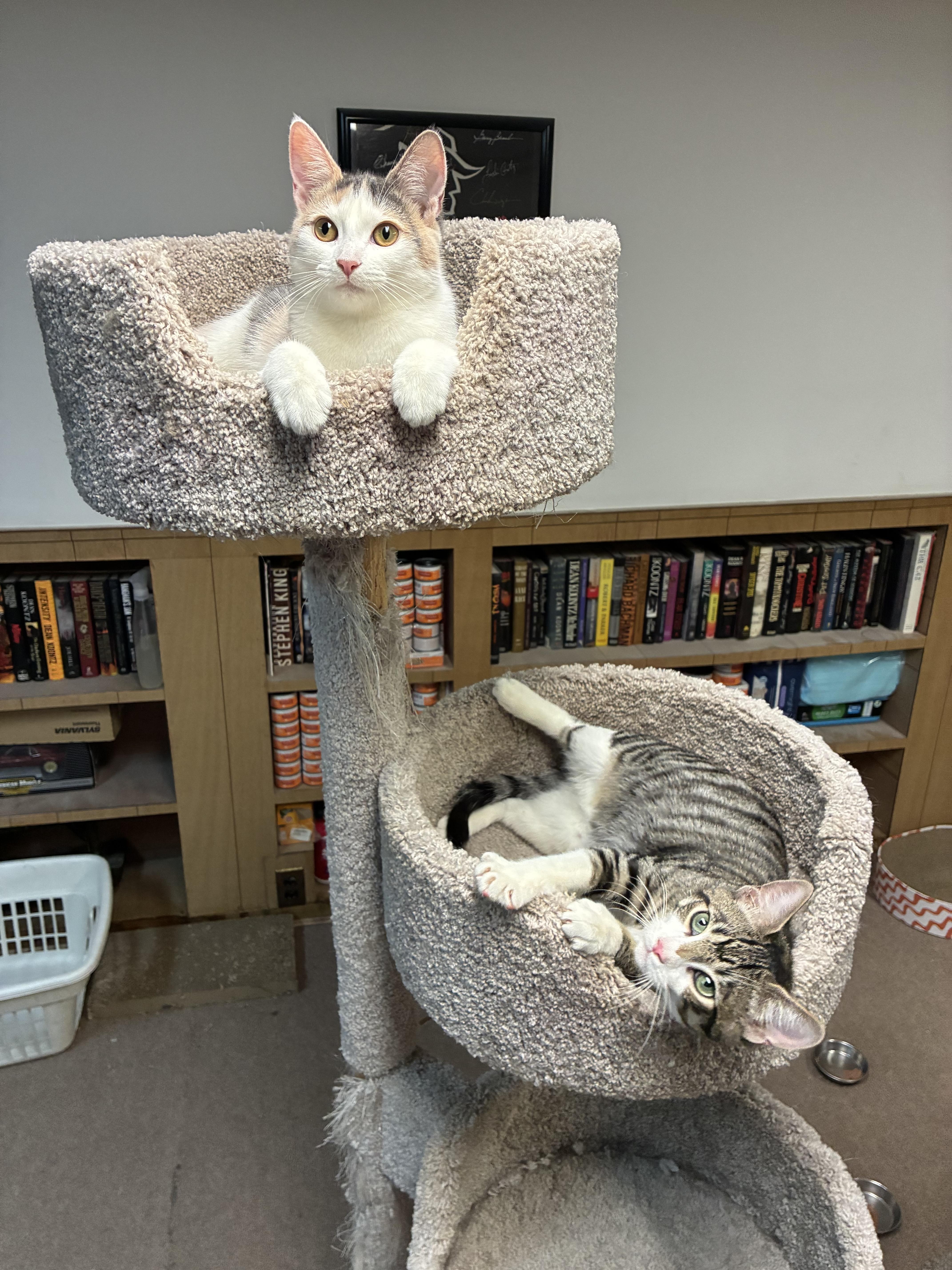 Maverick, a Adoptable Tabby in River Edge, NJ image 5/5