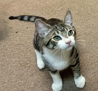 Enlarge Maverick, a Adoptable Tabby in River Edge, NJ image 3/6