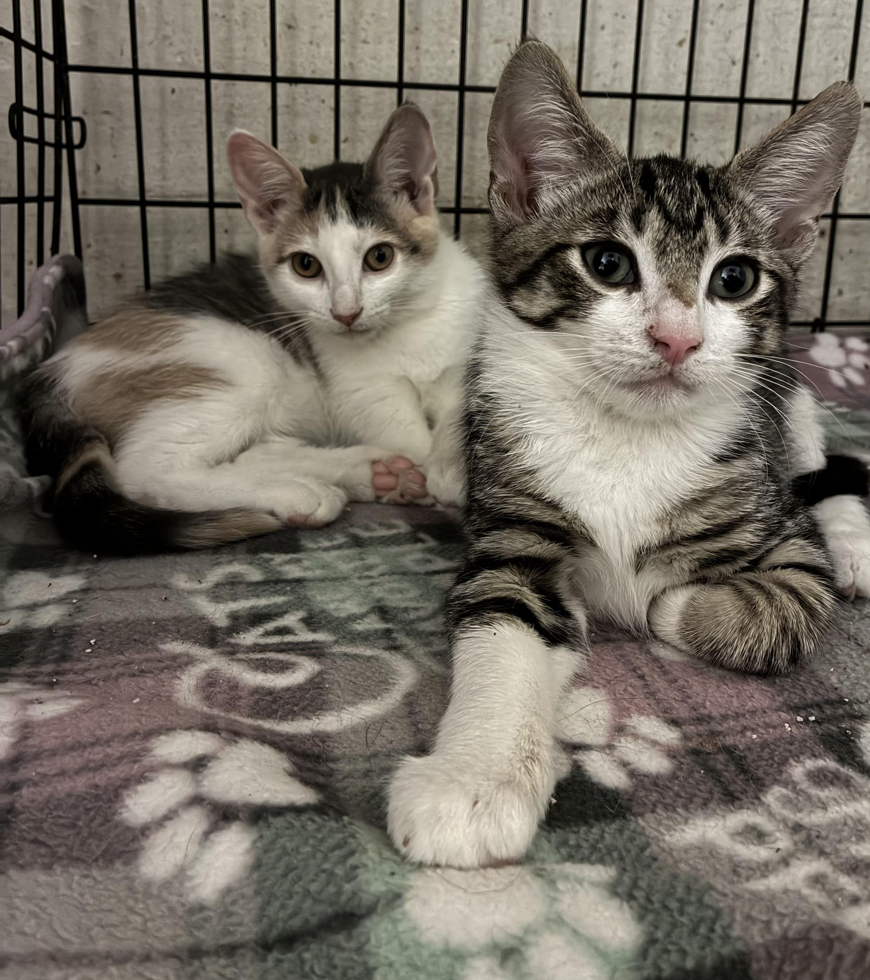 Enlarge Maverick, a Adoptable Tabby in River Edge, NJ image 5/6