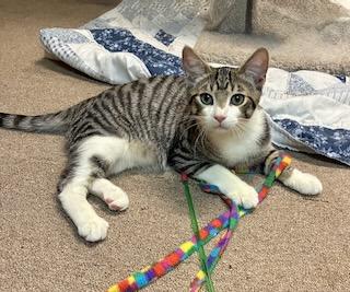 Enlarge Maverick, a Adoptable Tabby in River Edge, NJ image 6/6