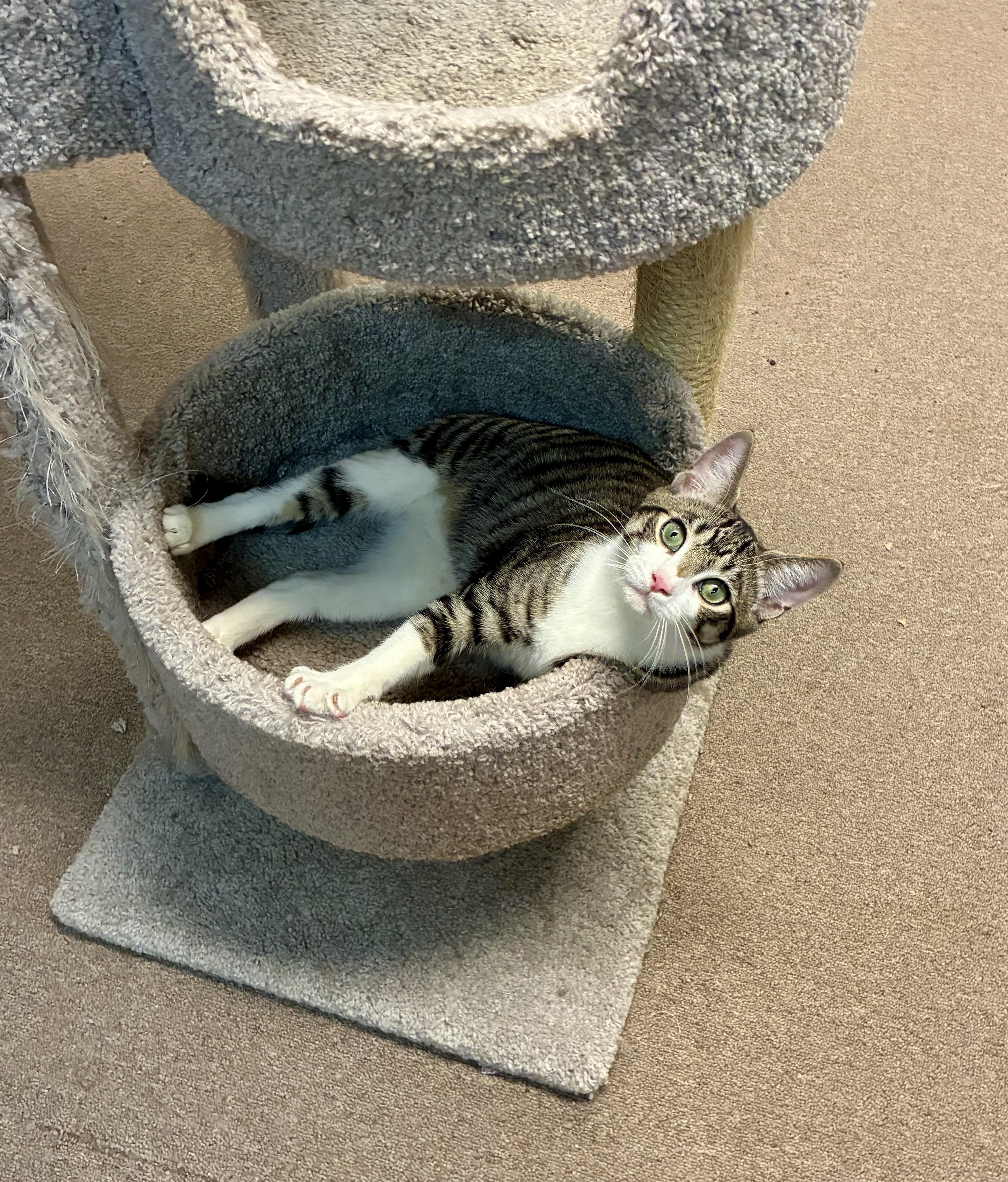 Maverick, a Adoptable Tabby in River Edge, NJ image 4/5