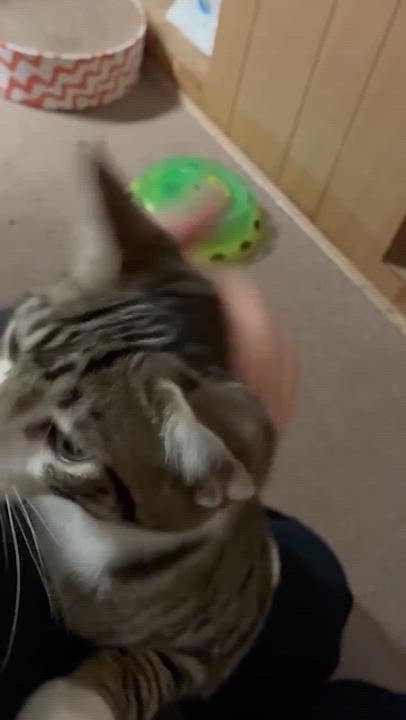 Enlarge Maverick, a Adoptable Tabby in River Edge, NJ video 2/6