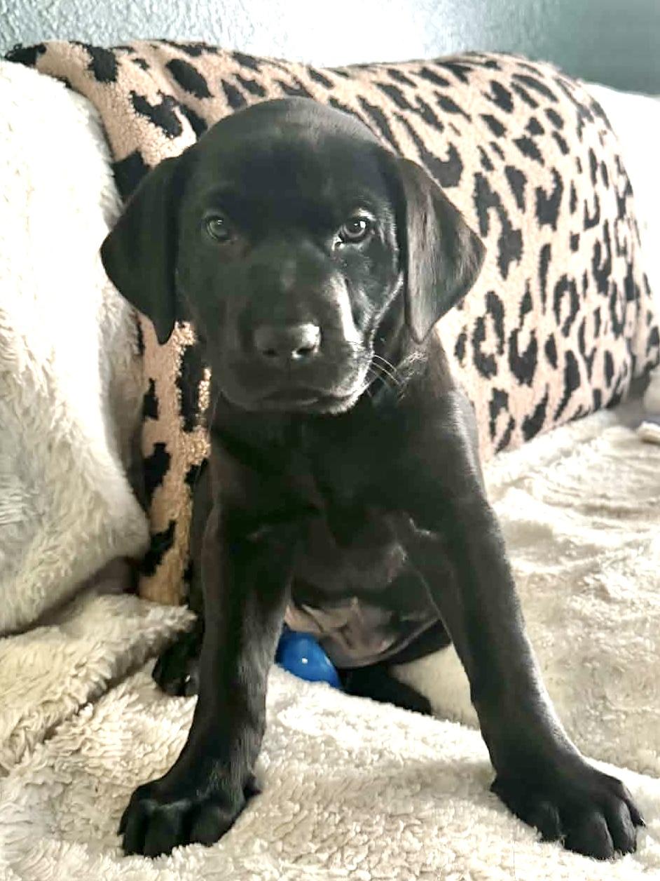 Enlarge Lemon, an adopted Black Labrador Retriever in South Saint Paul, MN image 2/4