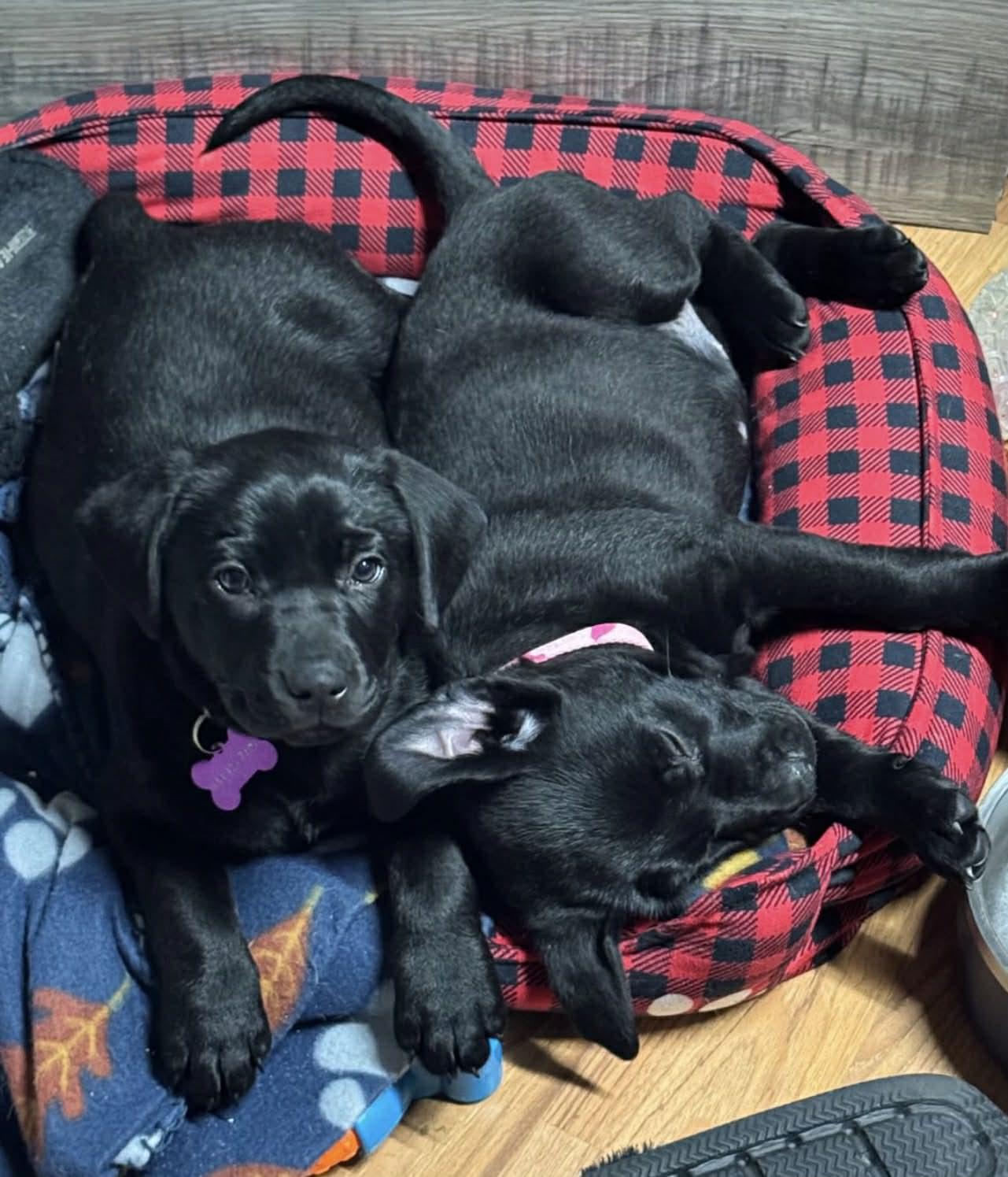 Enlarge Lemon, an adopted Black Labrador Retriever in South Saint Paul, MN image 3/4