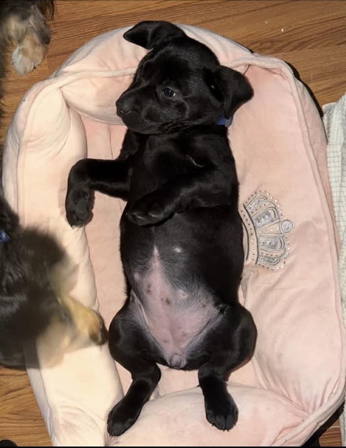 Enlarge Lemon, an adopted Black Labrador Retriever in South Saint Paul, MN image 4/4