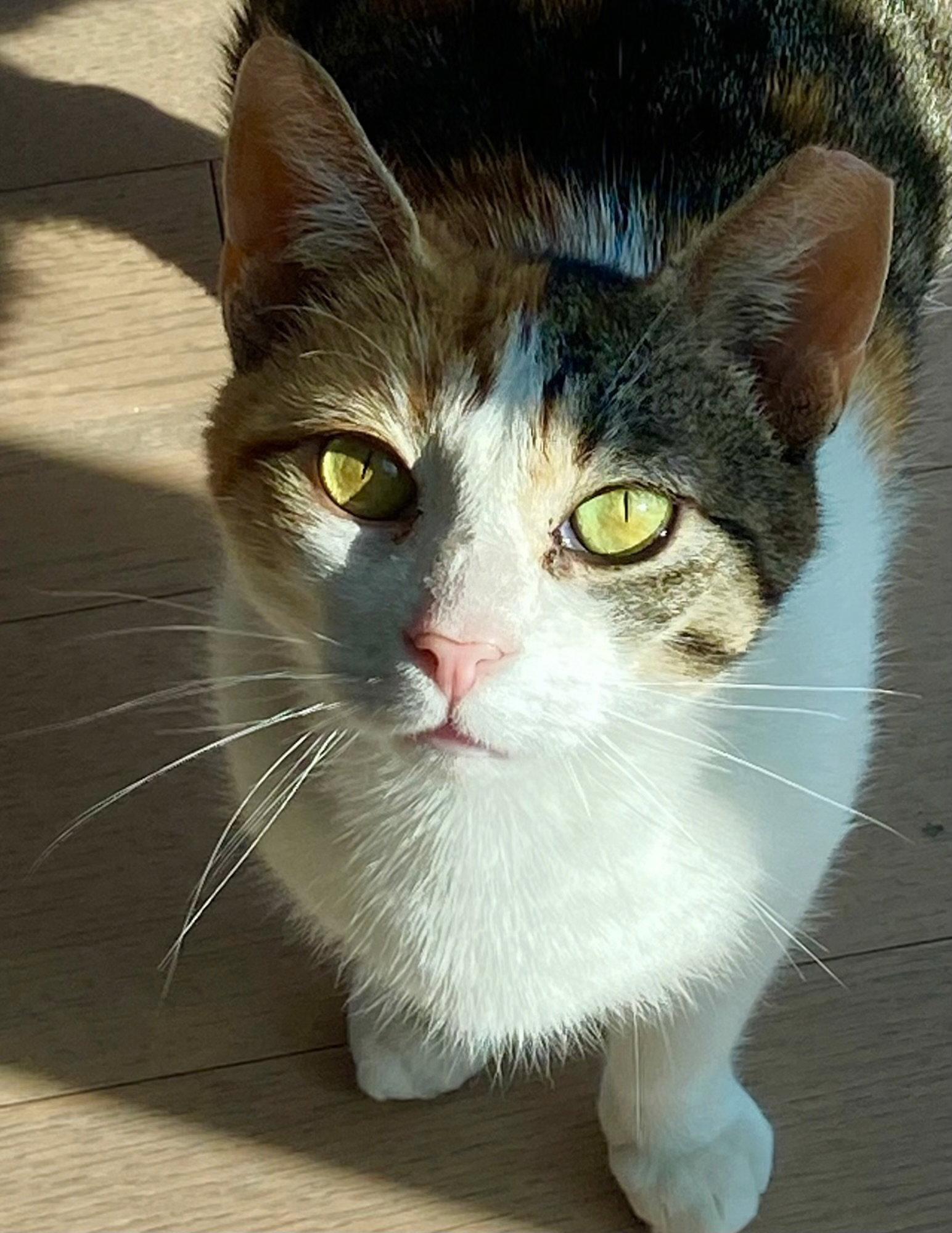 Pearl 2 years AVAILABLE 5/21, Adoptable, Young Female Domestic Short Hair.