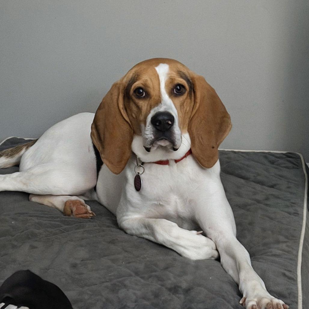 Ghiselda, Adoptable, Young Female Hound & Mixed Breed.