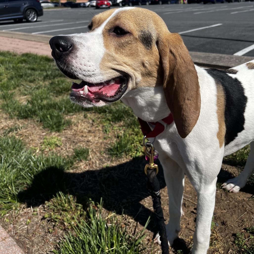 Ghiselda, Adoptable, Young Female Hound & Mixed Breed.