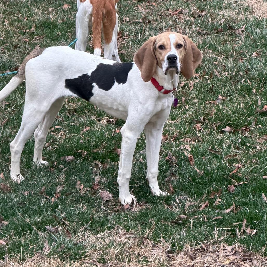 Enlarge Ghiselda, a Adoptable mixed breed in Fredericksburg, VA image 2/4