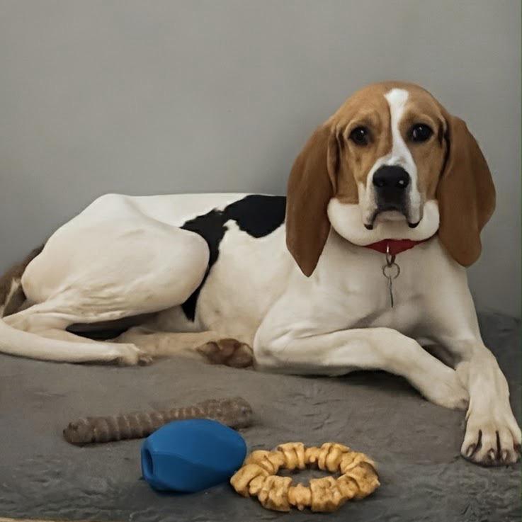 Enlarge Ghiselda, a Adoptable mixed breed in Fredericksburg, VA image 3/4