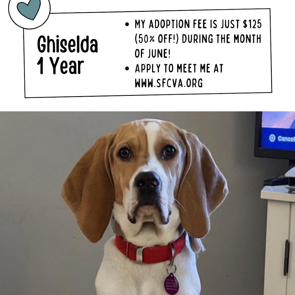 Ghiselda, a Adoptable mixed breed in Fredericksburg, VA image 5/6