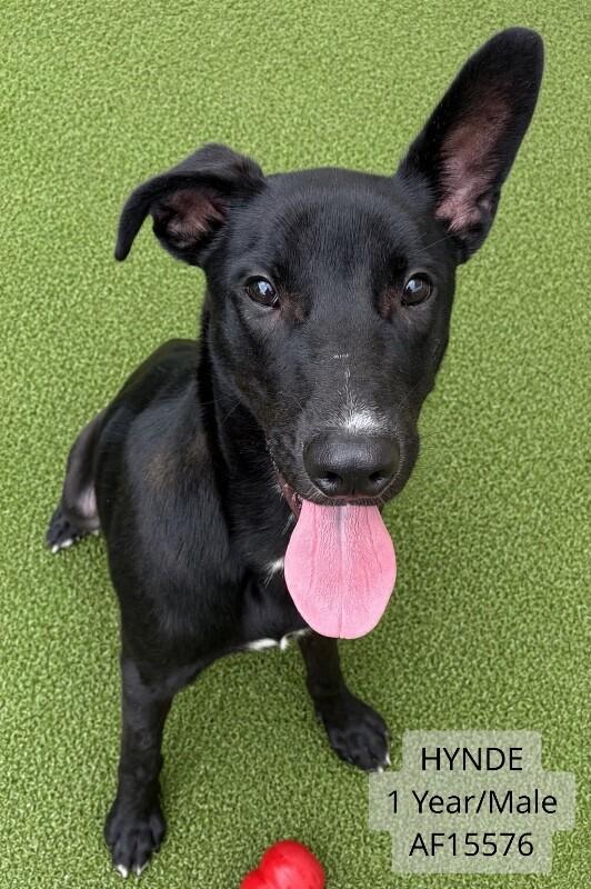 Enlarge Hynde, a Adoptable mixed breed in Supply, NC image 1/1