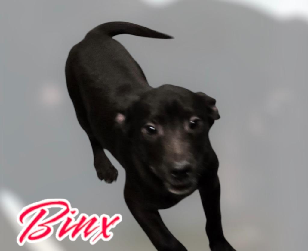 BINX, Adopted, Young Male Labrador Retriever & Mixed Breed.