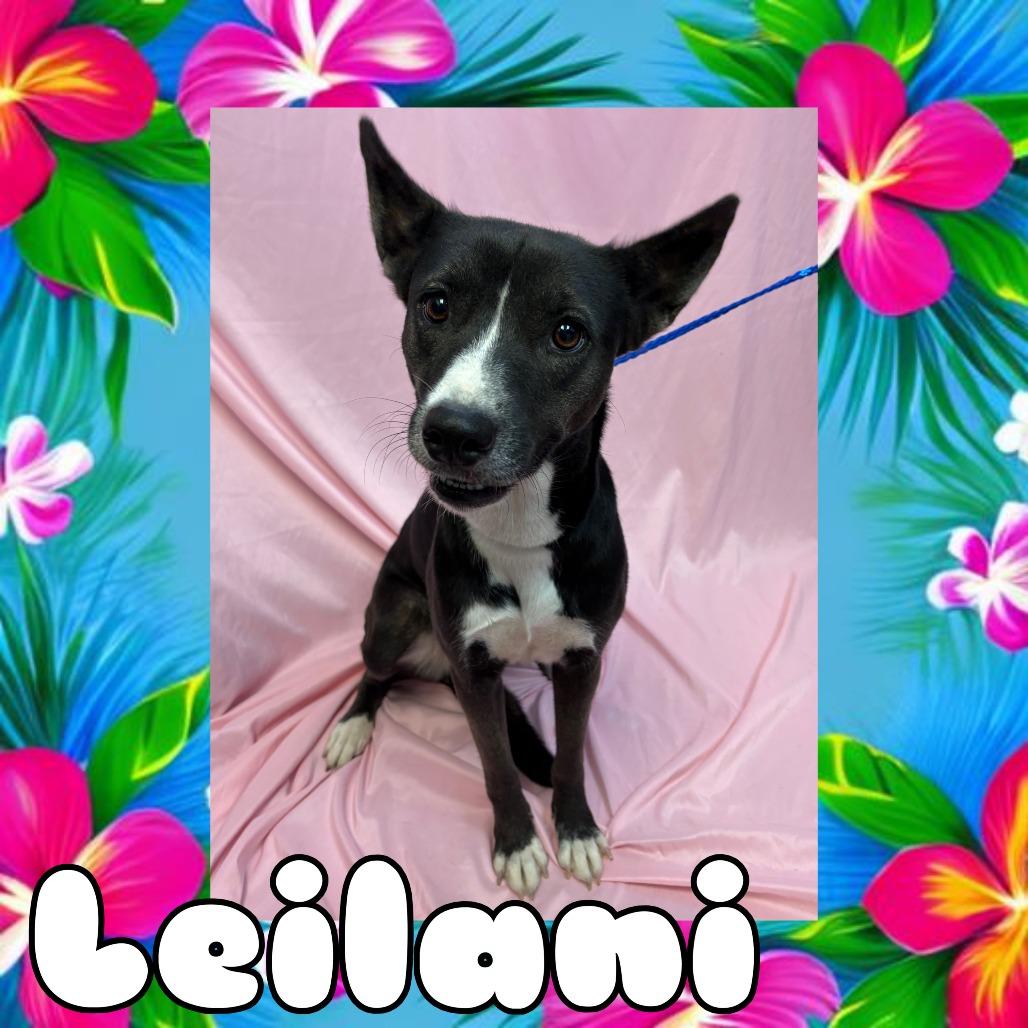Enlarge Leilani, a Adoptable Carolina Dog in Royse City, TX image 2/2