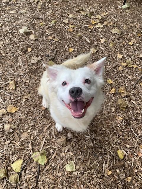 Enlarge Zero, a Adoptable mixed breed in Teterboro, NJ image 2/5
