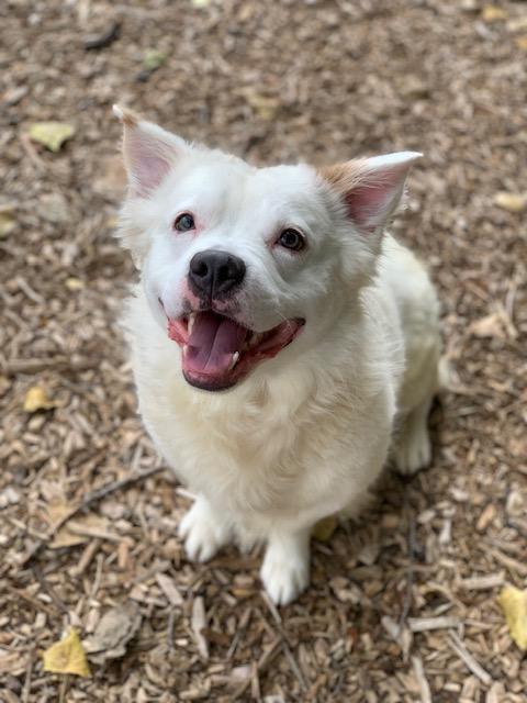 Zero, Adoptable, Adult Male Australian Shepherd.