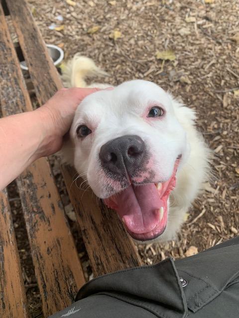 Enlarge Zero, a Adoptable mixed breed in Teterboro, NJ image 5/5