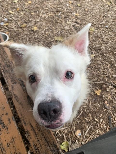 Enlarge Zero, a Adoptable mixed breed in Teterboro, NJ image 4/5