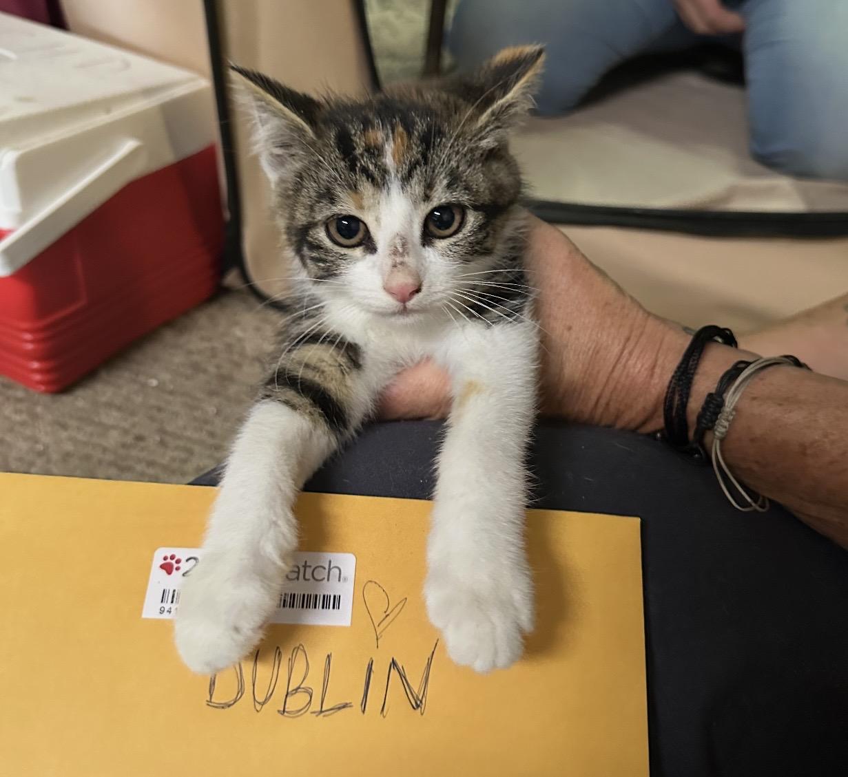 Enlarge DUBLIN, a Adoptable Domestic Short Hair in Pittsburgh, PA image 2/3