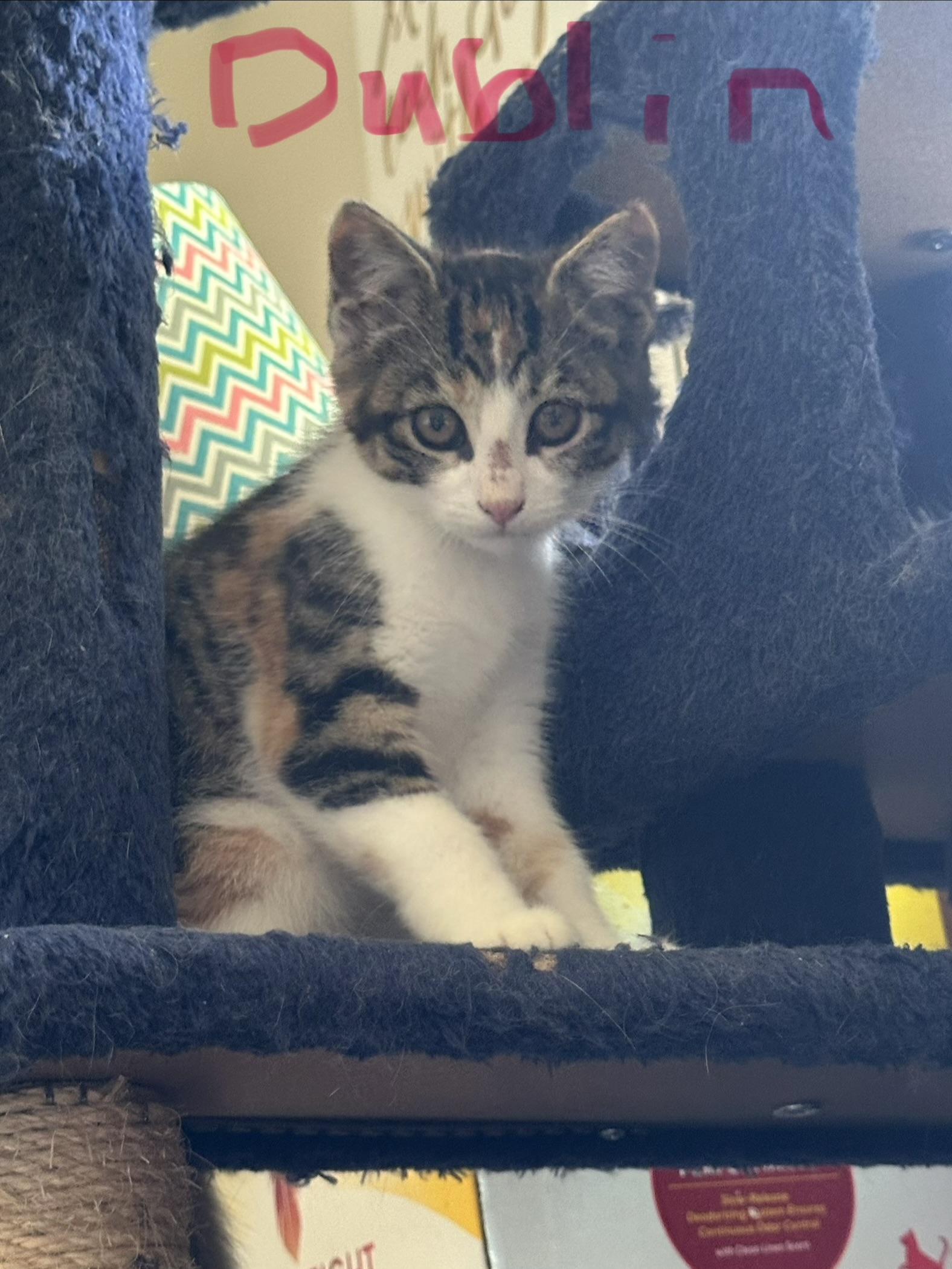 Enlarge DUBLIN, a Adoptable Domestic Short Hair in Pittsburgh, PA image 1/3