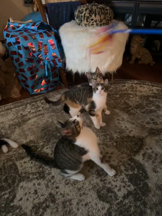 Enlarge DUBLIN, a Adoptable Domestic Short Hair in Pittsburgh, PA video 3/3