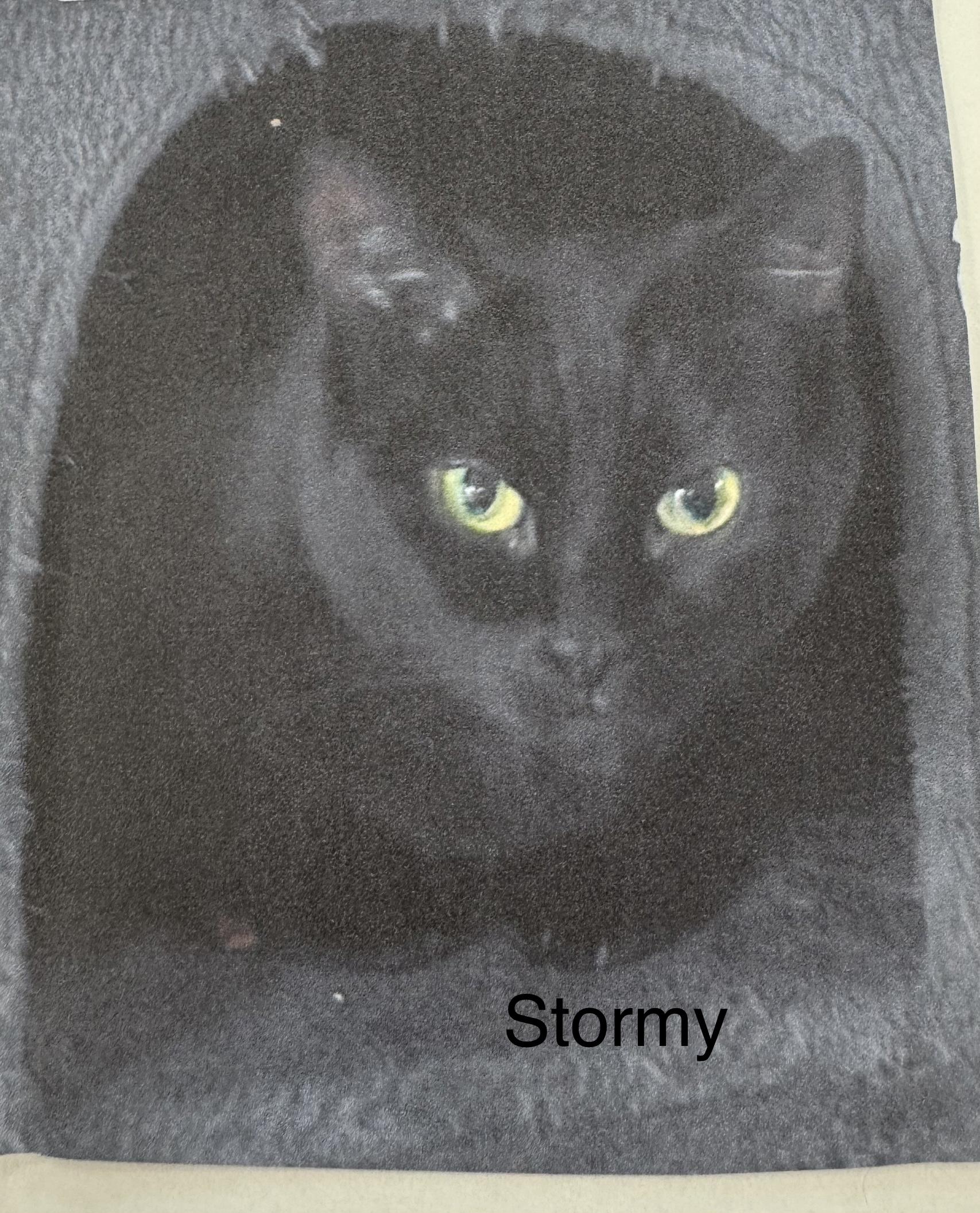 Stormy, Adoptable, Adult Female Domestic Short Hair.