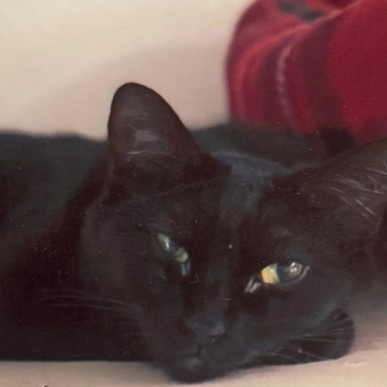 Stormy, Adoptable, Adult Female Domestic Short Hair.