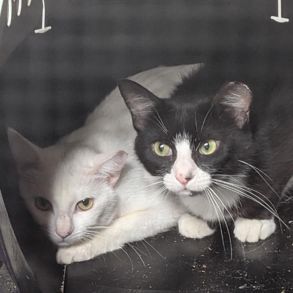 Cleo, Adoptable, Adult Male Domestic Short Hair.