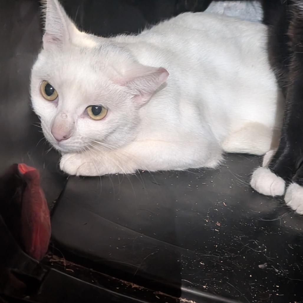 Enlarge Cleo, a Adoptable Domestic Short Hair in Spokane, WA image 2/4