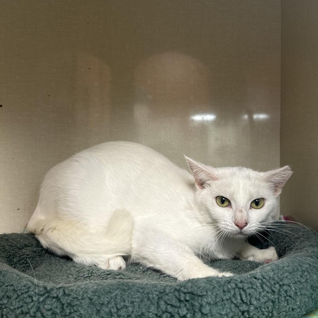 Enlarge Cleo, a Adoptable Domestic Short Hair in Spokane, WA image 3/4