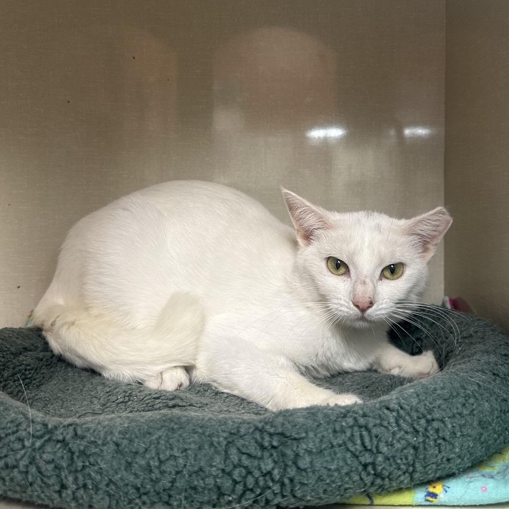 Enlarge Cleo, a Adoptable Domestic Short Hair in Spokane, WA image 4/4