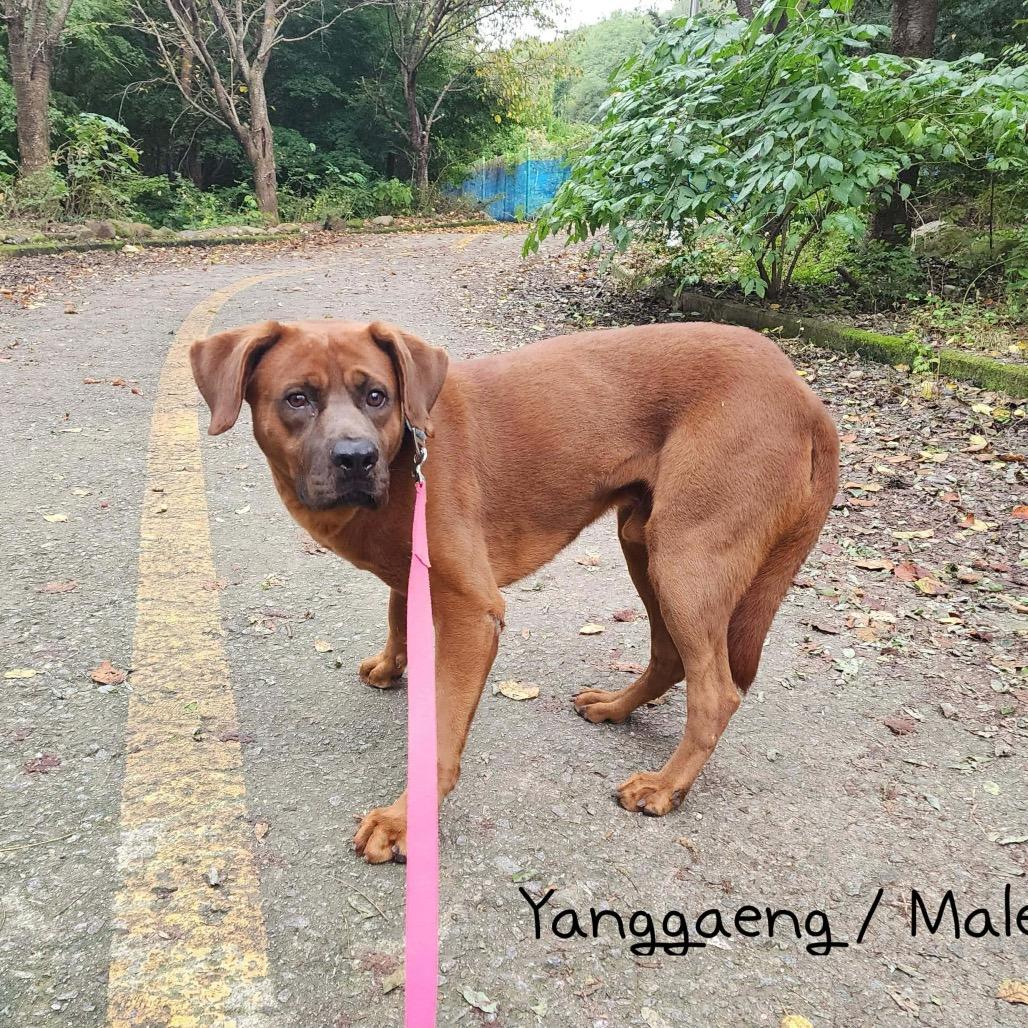 Yang Gaeng thumbnail 3