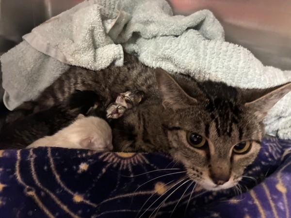 Tesseract - Bonded W/ Mouse (in Foster), a Adoptable mixed breed in Silverdale, WA image 1/2