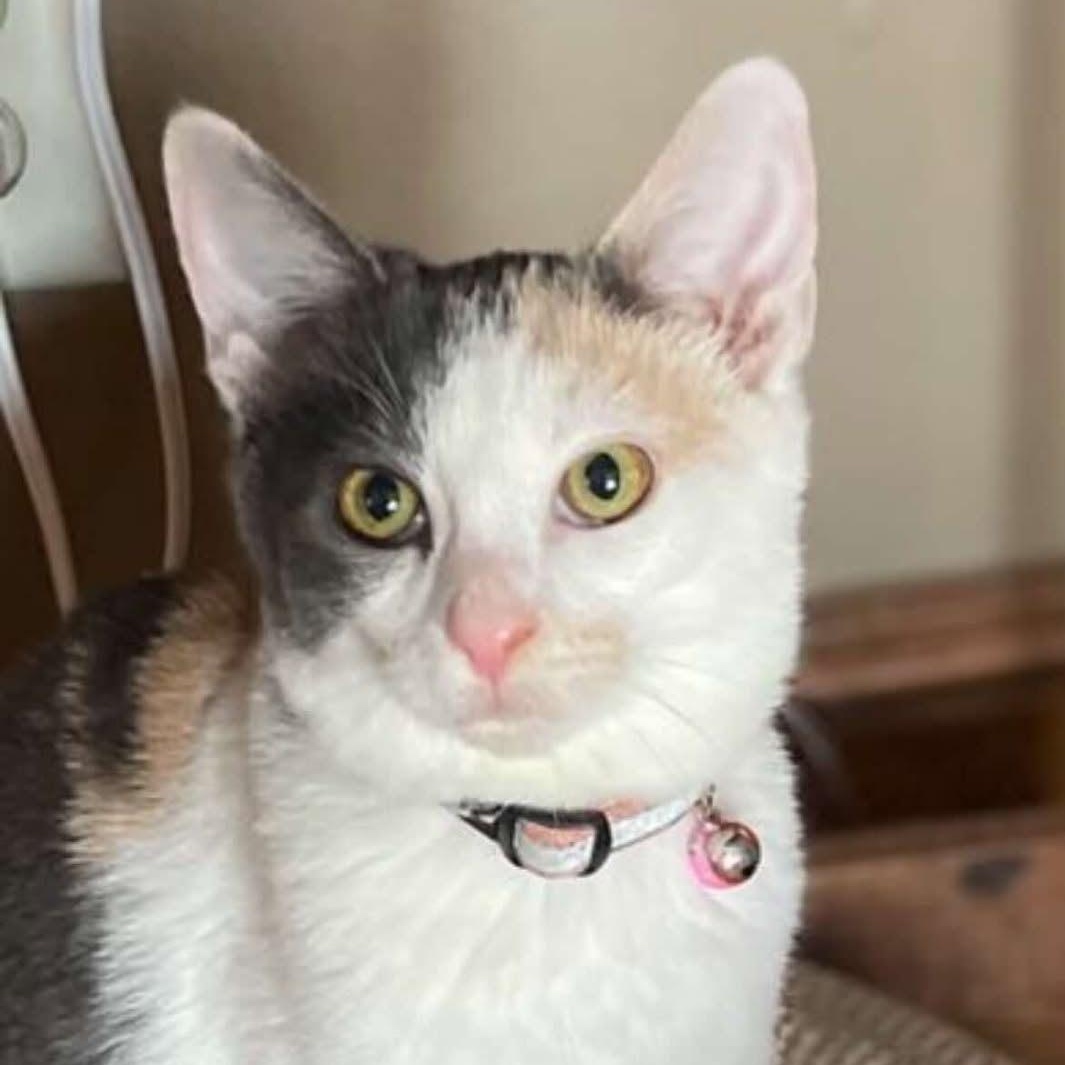 Piper, Young Female unknown