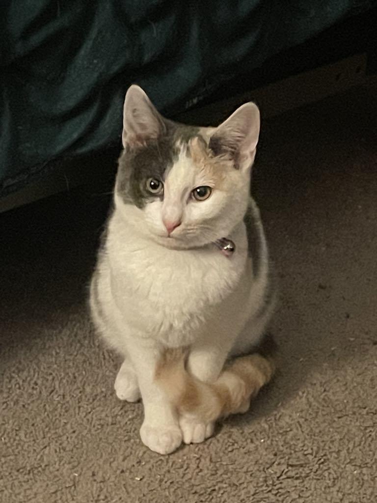 Piper photo 2