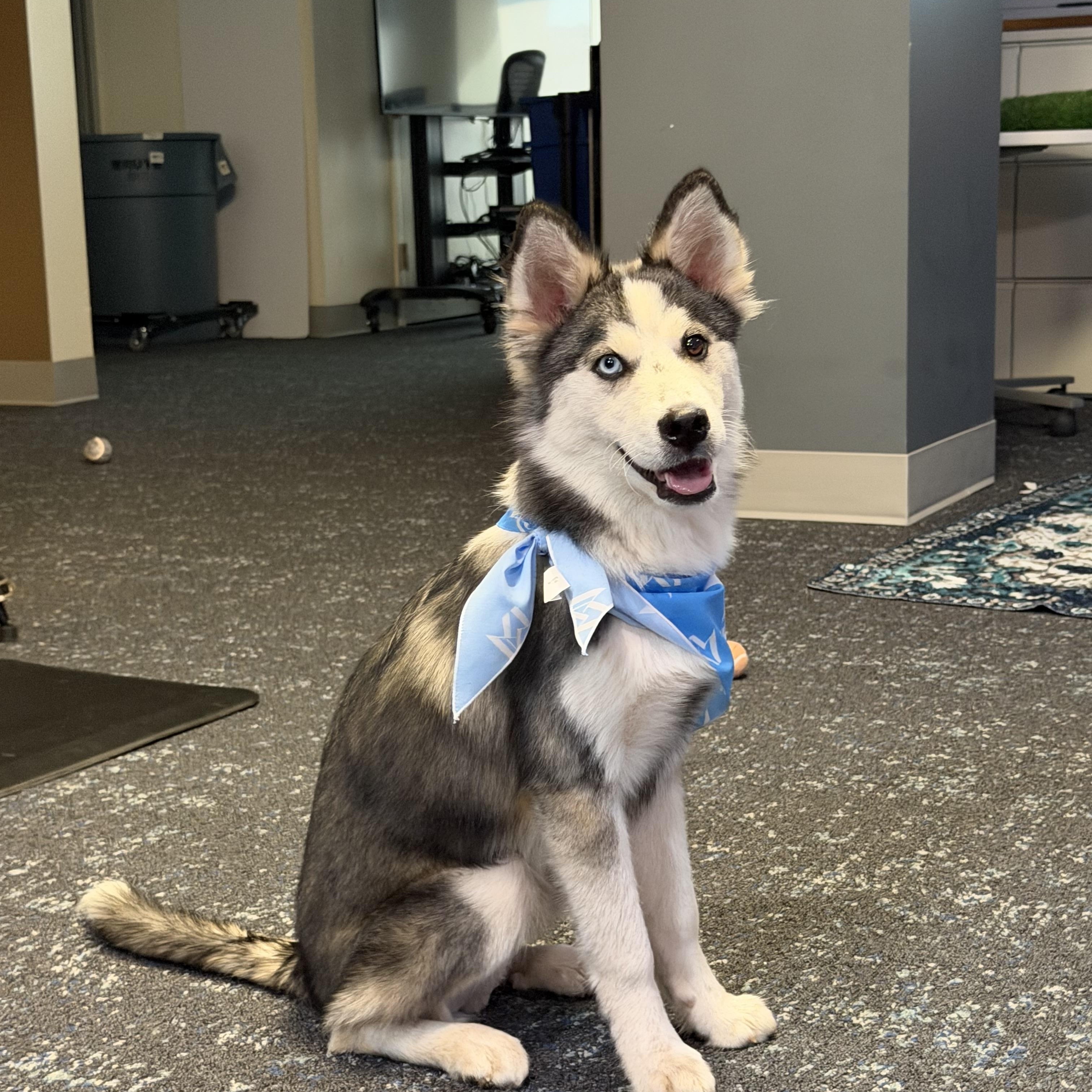Mr Salt, Adoptable, Puppy Male Siberian Husky.